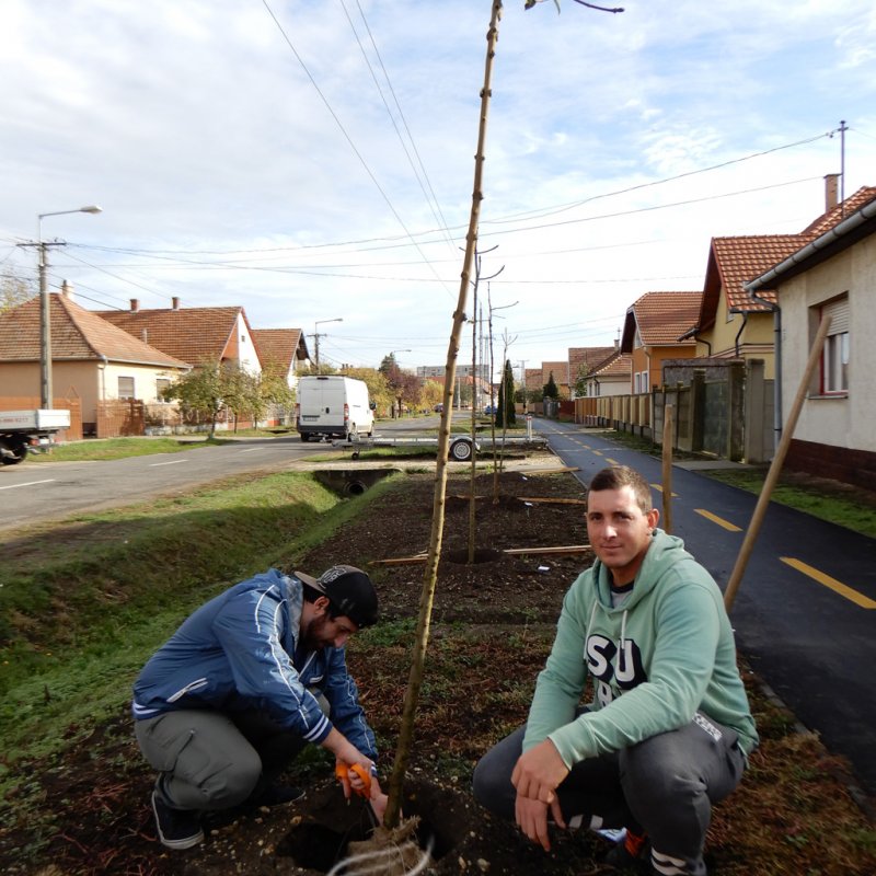 Közösségi faültetés Berettyóújfaluban 51